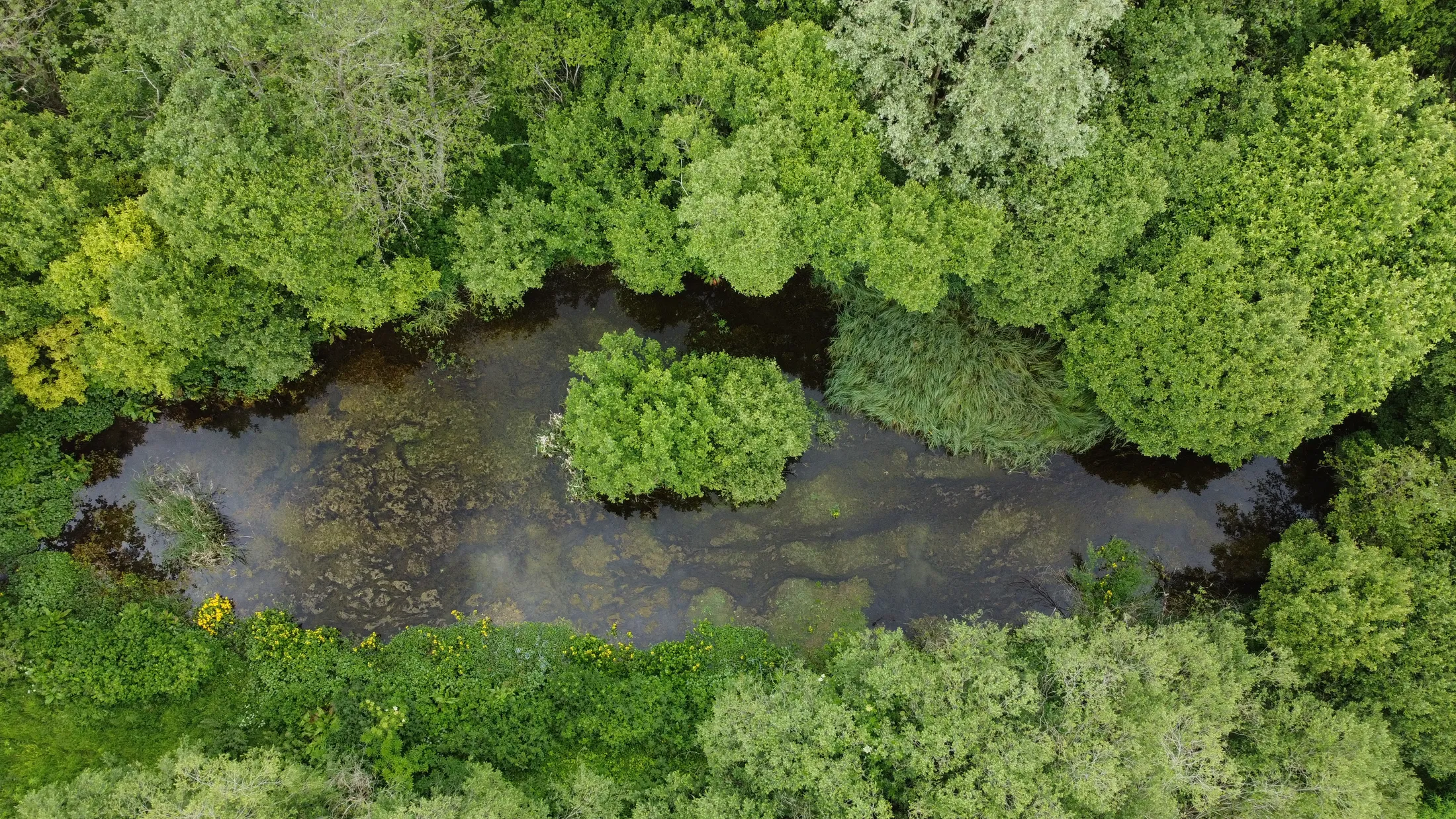 Top-down drone view of a small woodland pond fringed with green trees.