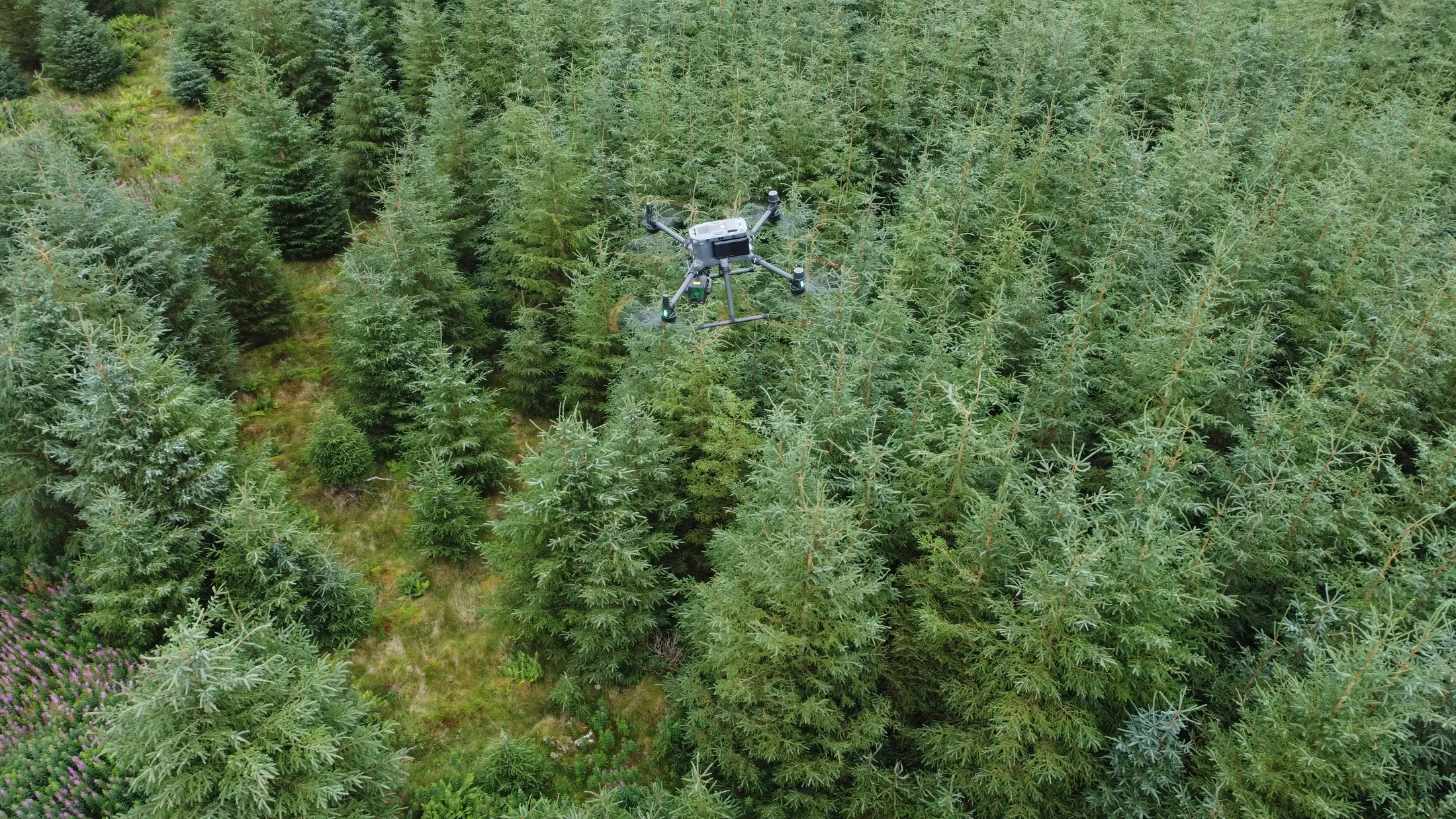 A survey drone with a LiDAR sensor hovering above spruce forest.