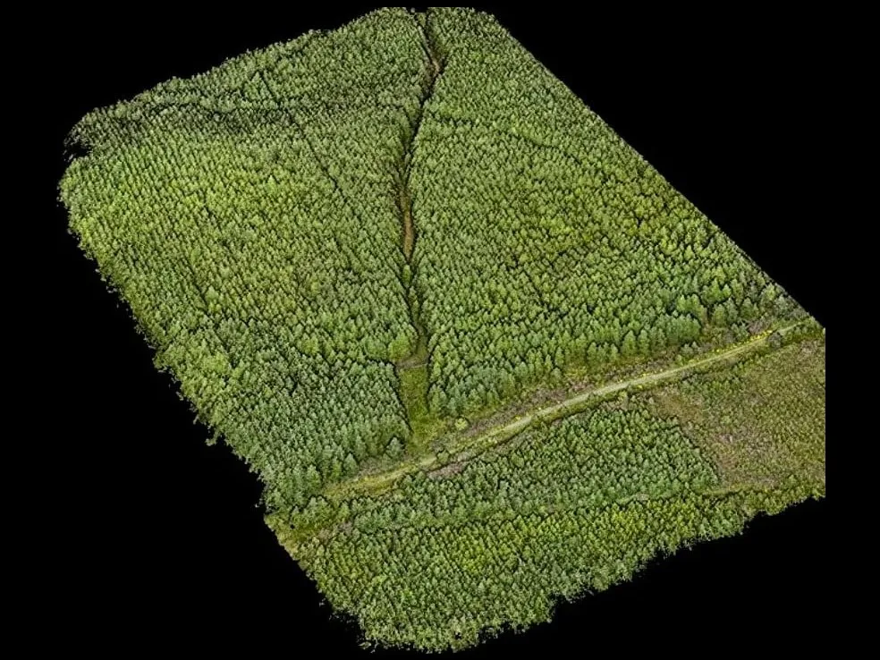 LiDAR point cloud of a forest plot in natural colour, on a black background.