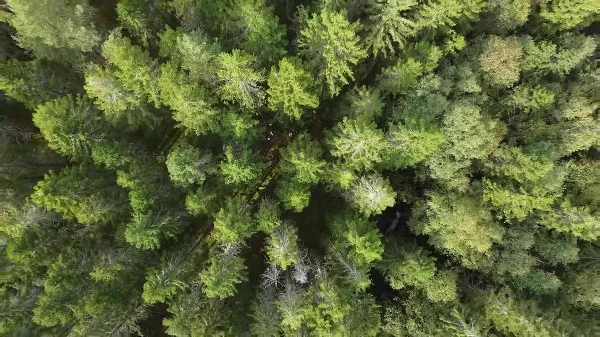 Top-down drone view of dense conifer treetops.